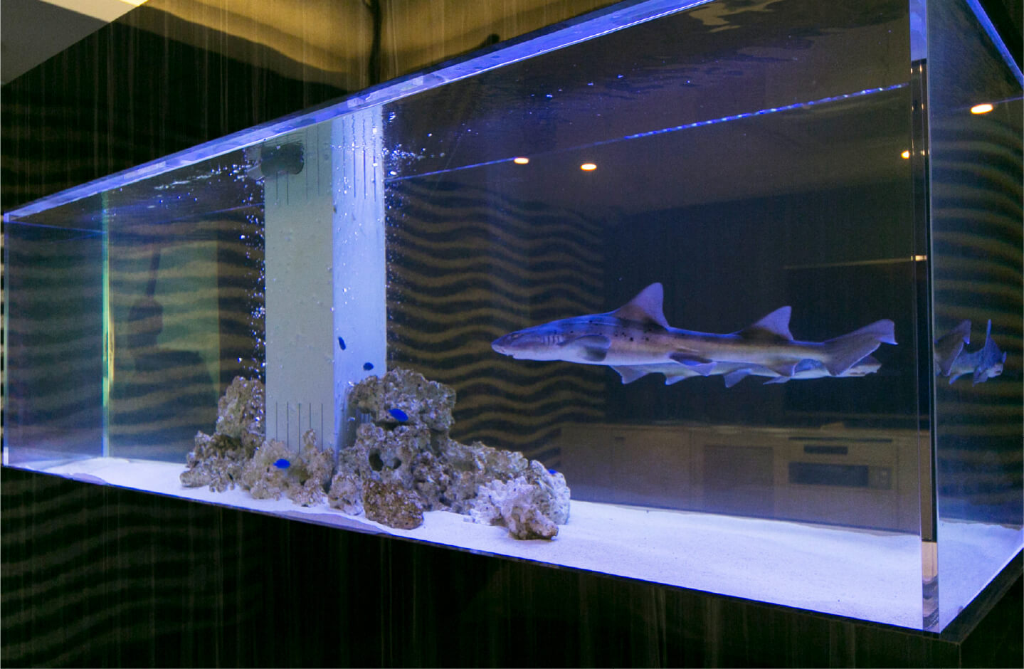 巨大室内サメ水槽